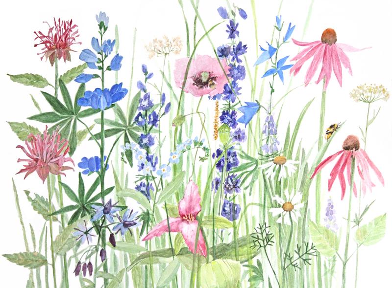 Trillium Poppy and Beebalm Wildflowers