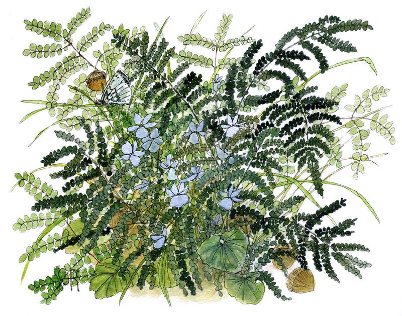 Ferns and Violets in a Woodland Setting