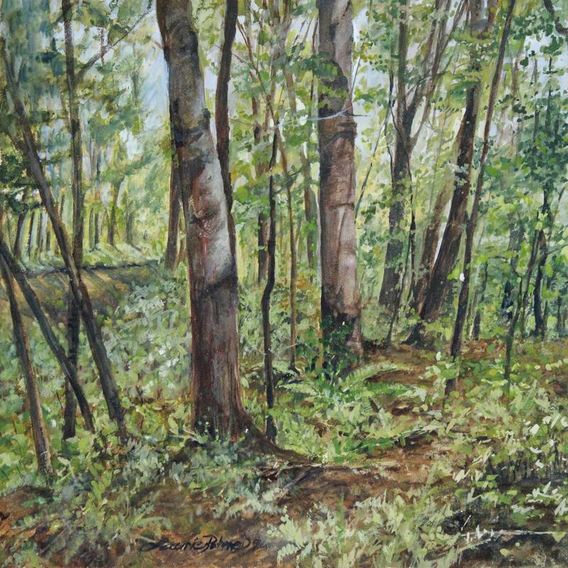 Shaded Woodlands