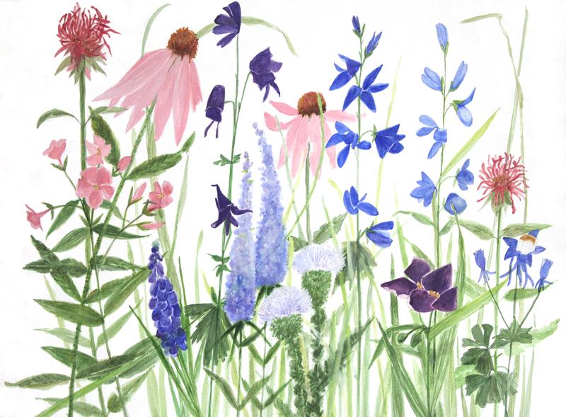 Phlox Speedwell Wildflowers